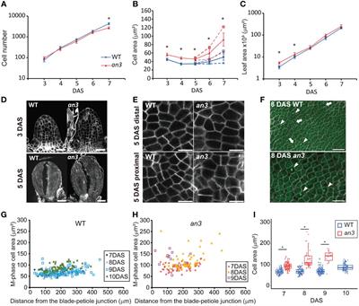 Precocious cell differentiation occurs in proliferating cells in leaf primordia in Arabidopsis angustifolia3 mutant